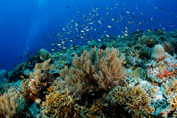 Naklejka na ściany i meble Schooling Fish over Coral Reef in Misool, Raja Ampat. West Papua, Indonesia