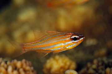 Obraz na płótnie Canvas Orange-lined Cardinalfish (Apogon cyanosoma). Raja Ampat, West Papua, Indonesia