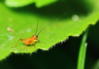 Nature Scene of young cricket in garden