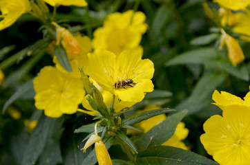 bee collecting nectar on a yellow flower beautiful yellow blossom   evening primrose flowers in the garden on summer sunny day © Viktoriia Kolosova