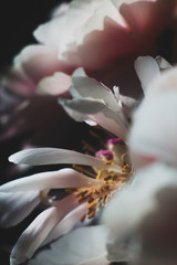 pink and white flower