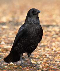 Carrion Crow, Corvus Corone, Standing Upright Walking On A Shingle Beach By The Shoreline. Taken at Stanpit Marsh UK