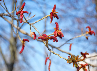 abstract, alder, background, beautiful, beauty, bloom, blossom, blue, bokeh, branch, catkins, closeup, color, colorful, creative, flora, flower, fresh, garden, green, isolated, leaf, light, macro, nat