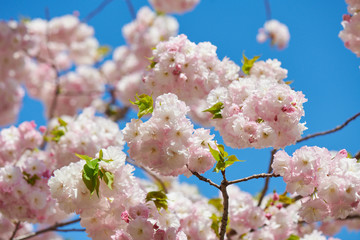 Spring in Tokyo 2020