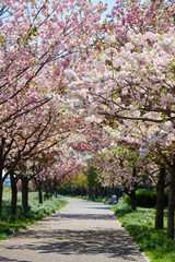 Spring in Tokyo 2020