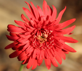 red dahlia flower