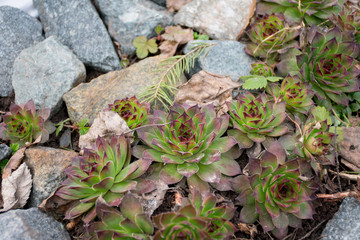 moss on the stone