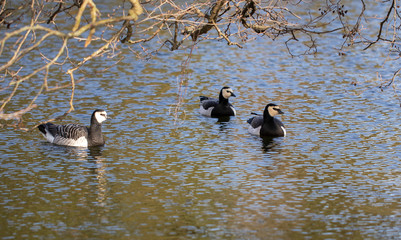 Ducks floating under overhanging tree branches