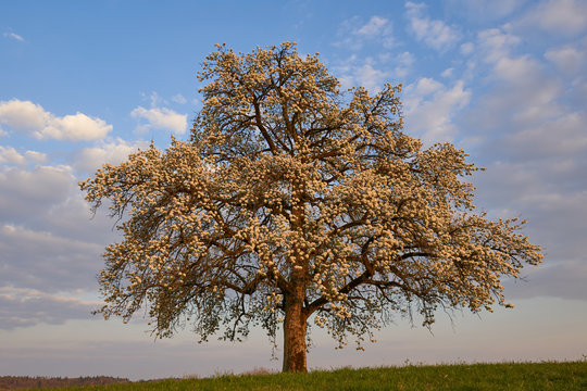Gro&szlig;er bl&uuml;hender Apfelbaum gl&auml;nzt im Orange farbenen Abend Licht vor blauem bew&ouml;lktem Himmel