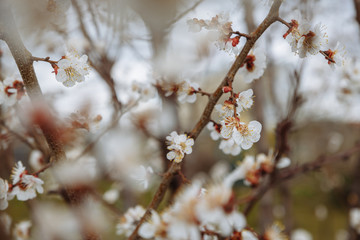 
Blooming cherry close-up. Flowers of a blossoming tree on a blurred background. Shallow depth of field. Spring flowering.