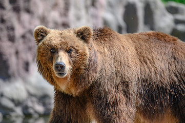 Obraz premium Beautiful portrait of a big bear on nature background.