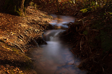 Bachlauf im Wald