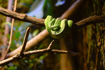 Green snake sleeping on branch.