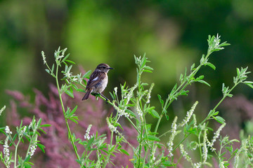 bird, natur, wild lebende tiere, tier, ast, green, wild, schnabel, frühling, waldsänger, baum, singvogel, sitzen, feather, roller, gelb, bachstelze, sommer, aviär, gering, fauna, finch,
