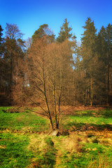 Obraz premium Baum auf Wiese mit Bachlauf