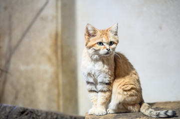 Portrait of beautiful wild cat.