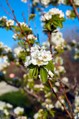 apple tree in bloom