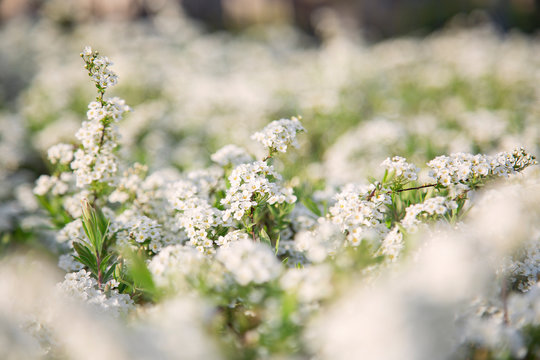 Tawuła wczesna. Wiosenne kwiaty © nitka_zaplatana