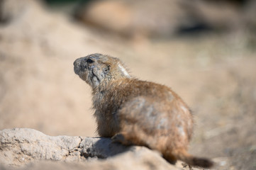 Cynomys ludovicianus on nature background.