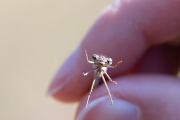 Libelle