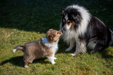 a sheltie puppy gives a kiss to a great sheltie