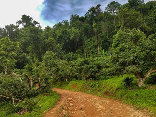 Fototapeta na wymiar Stone dirt road street tree rain forest dirt down hill mountain sky cloud north chiang mai village peak pui doi Thailand