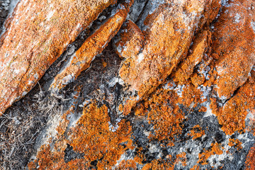Orange lichens on the gray stone. The indicator of the purity of the environmental situation