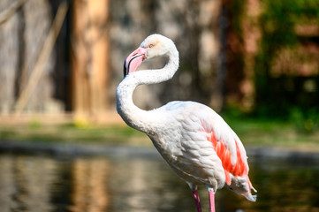 Beautiful wild pink flamingo in water.