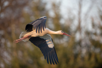 Isolated white stork in flight with open wings