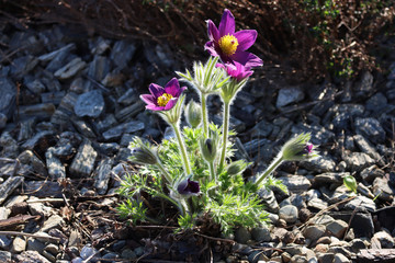 fioletowa sasanka