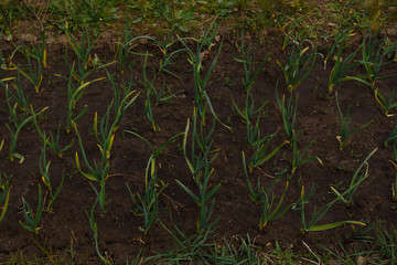 Green garlic in the garden sprouted in the spring. Country cottage area. Ecologically pure. Natural harvest.