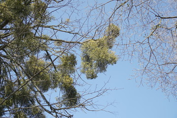 Mistletoe Plant On A Tree