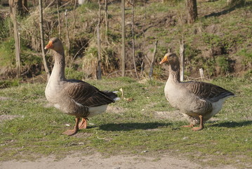 Colorful Geese On Green Grass