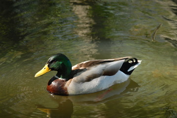 CANARD
