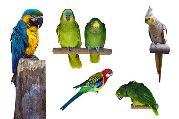 Parrot set. Tropical birds on white background