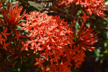 Bunch of Ixora coccinea red flower in a garden