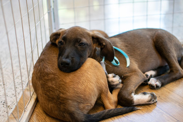 Brown Vira lata couple dogs sleeping at adoption fair