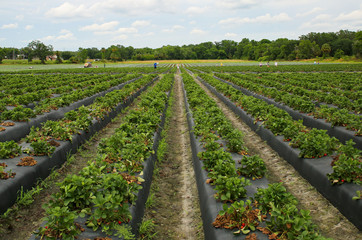 Fototapeta na wymiar rows of strawberries
