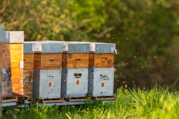 Grande activité des abeilles au printemps