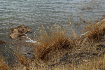Traces of a fire on the riverbank. The reeds burned. Environmental pollution. Black soot in the water.