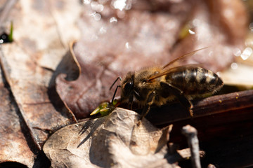 bee