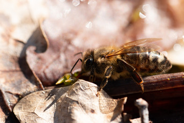 bee