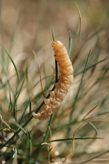 Agrochola litura-Raupe-Schmetterling-Schwarzgefleckte Herbsteule