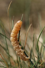 Raupe-Schwarzgefleckte Herbsteule-Agrochola litura