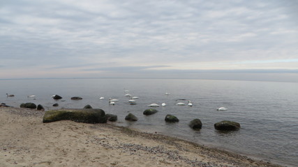 łabędzie nad morzem Bałtyckim. Spacer po sztormie.  Międzyzdroje. © Kaczmarek