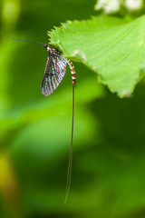 Closeup of a butterfly on a flower