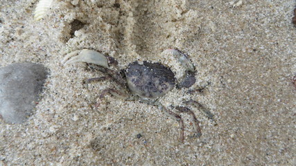 Krab nad morzem Bałtyckim. Spacer po sztormie.  Międzyzdroje. © Kaczmarek