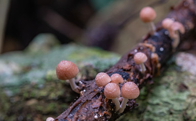 closeup brown wild mushrooms on tree branch in nature background concept life in nature