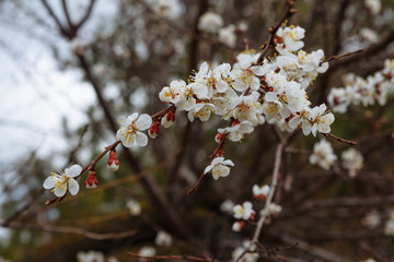 
Blooming cherry close-up. Flowers of a blossoming tree on a blurred background. Shallow depth of field. Spring flowering.