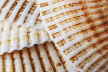 
Ukraine Kiev seashells from the Black Sea coast